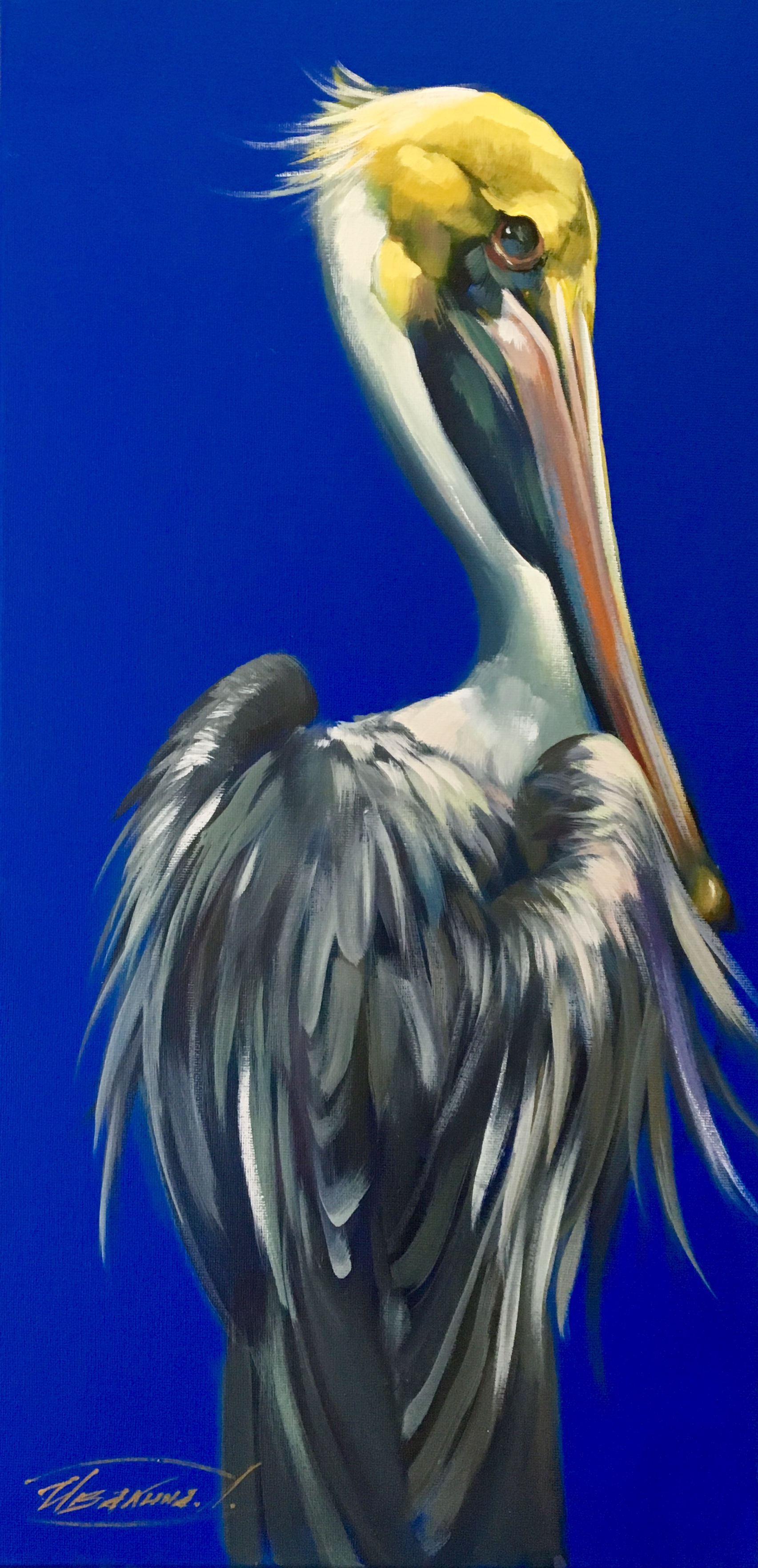 Pelican on cobalt blue