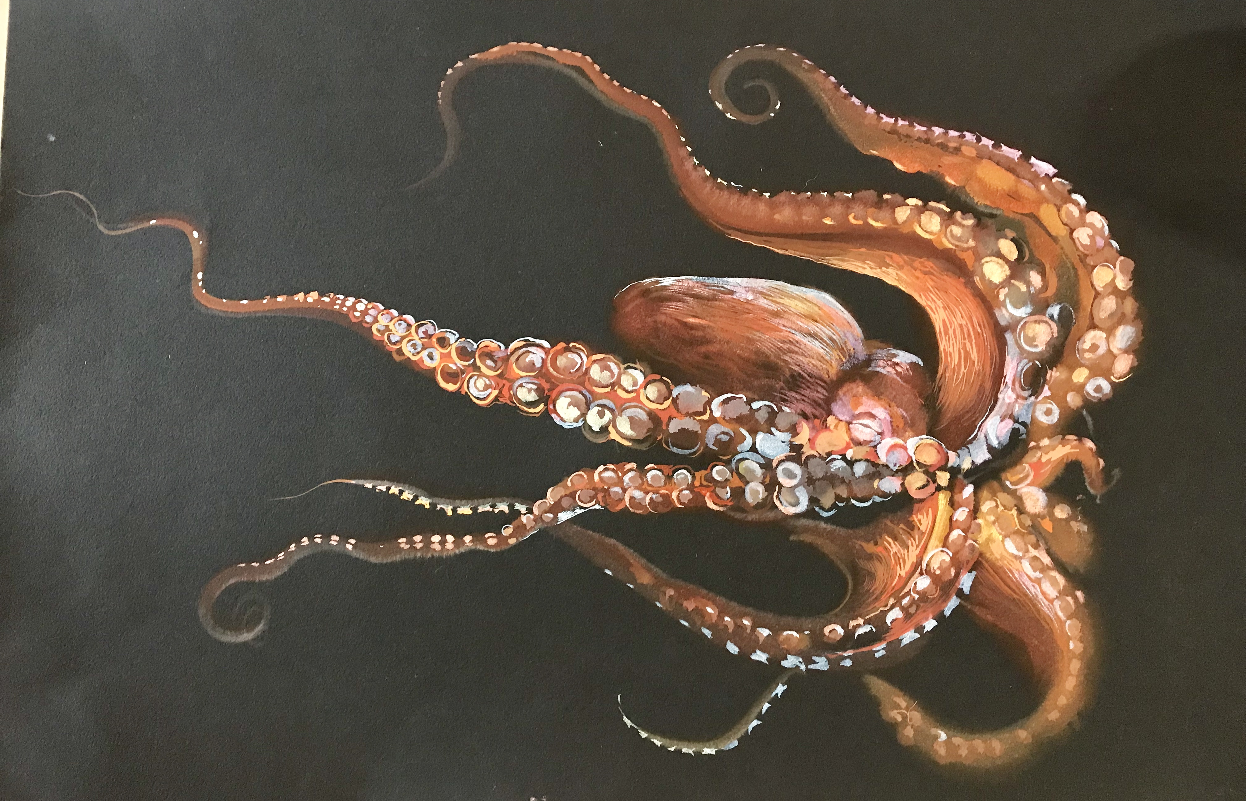 Description of Octopus. 